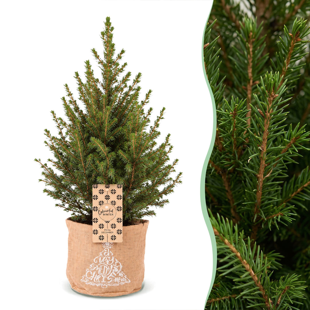 Pack of 4 potted dwarf spruce Christmas trees, 65cm in 17cm pots with a jute bag
