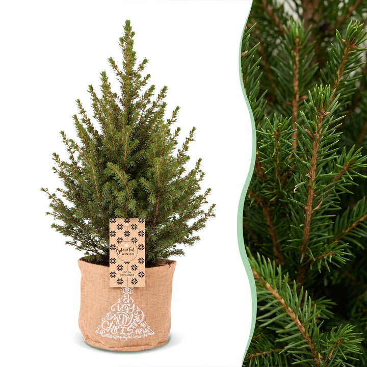 Pack of 4 potted dwarf spruce Christmas trees, 65cm in 17cm pots with a jute bag
