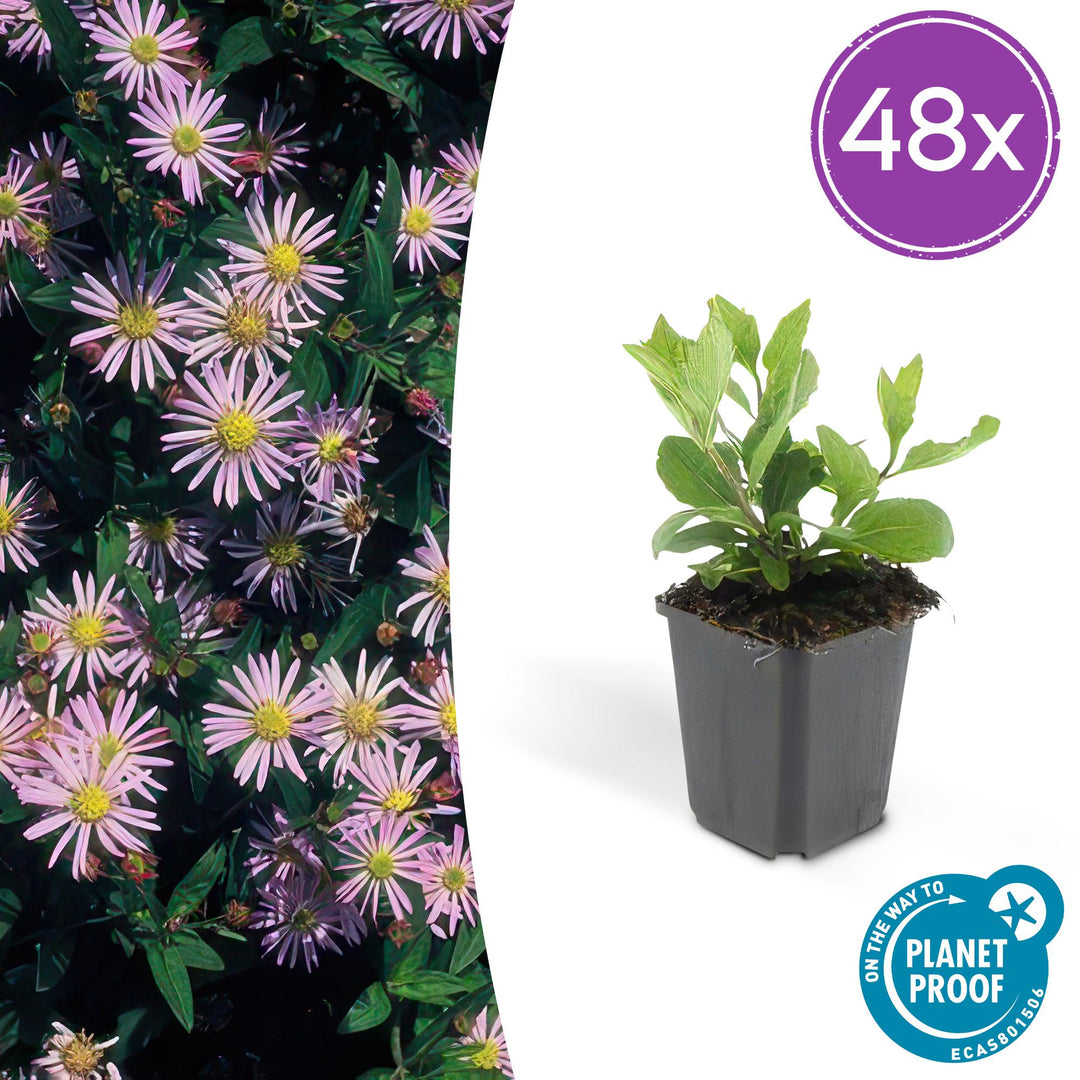 48x Aster ageratoides 'Asran' Hardy Perennial - 9cm Pot