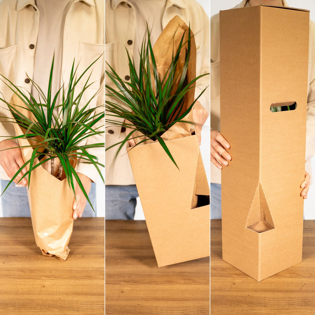 Aloe Vera Plant 12cm - Easy Care Indoor Succulent for Home
