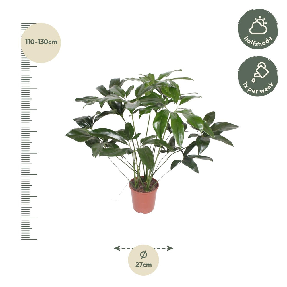 Philodendron Green Wonder houseplant with heart-shaped leaves, 120cm tall, by Everspring, ideal for indoor decor.