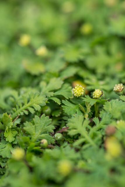 Frost-hardy Leptinella squalida plants with green foliage and small yellow-green flowers, 10-25cm tall, Everspring brand.