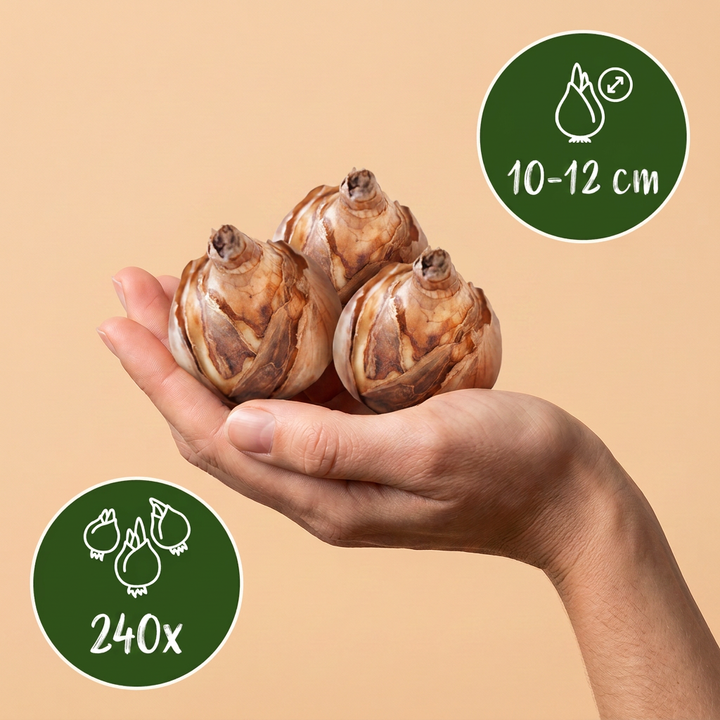 240x Bulb Wet Garden - Bulbe de jardin humide - Divers - Floraison estivale - Calibre 10/12