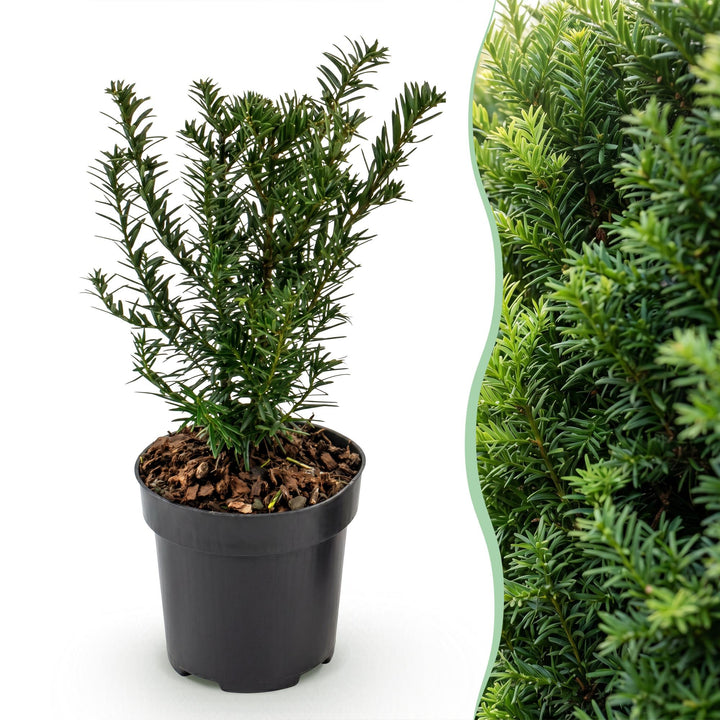 24 Taxus baccata yew hedging plants in 9cm pots, 20-30cm tall - view 3