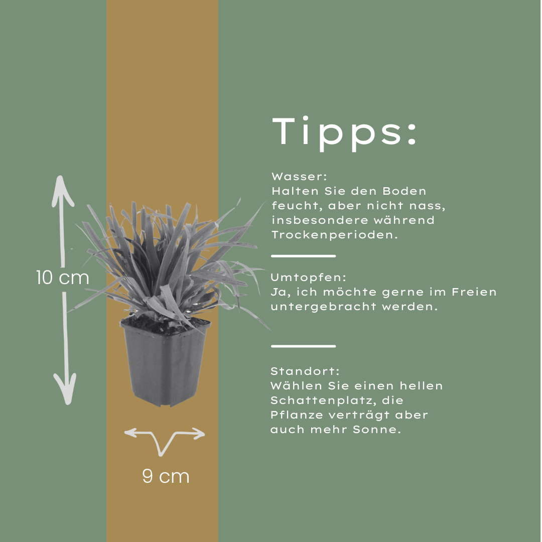60x Luzula sylvatica - ↕10-25cm - Ø9cm