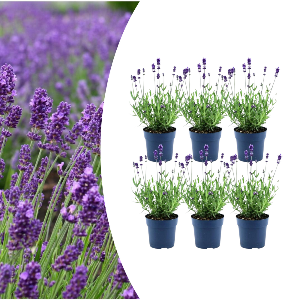 Set of 6 Lavandula angustifolia Felice® lavender plants in 12 cm pots with vibrant purple flowers.