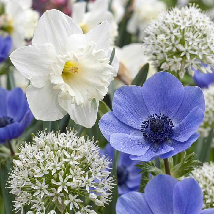280x Bulbe Jardin Ensoleillé - Bulb Sunny Garden - Divers - Floraison estivale - Calibre 10/12