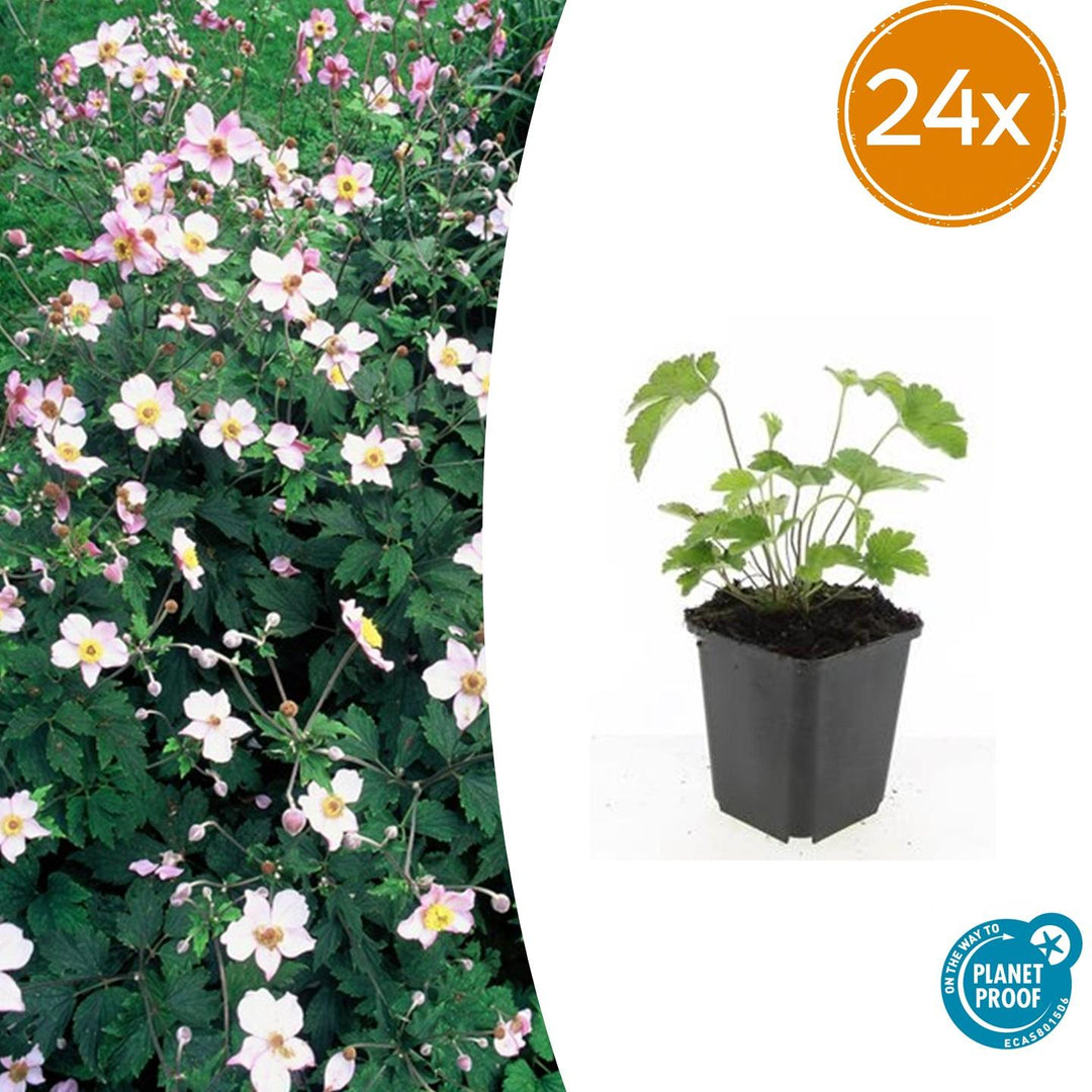 24x Anemoon 'Robustissima' Paars-Blauw Vastplant - 10-25cm Ø9cm