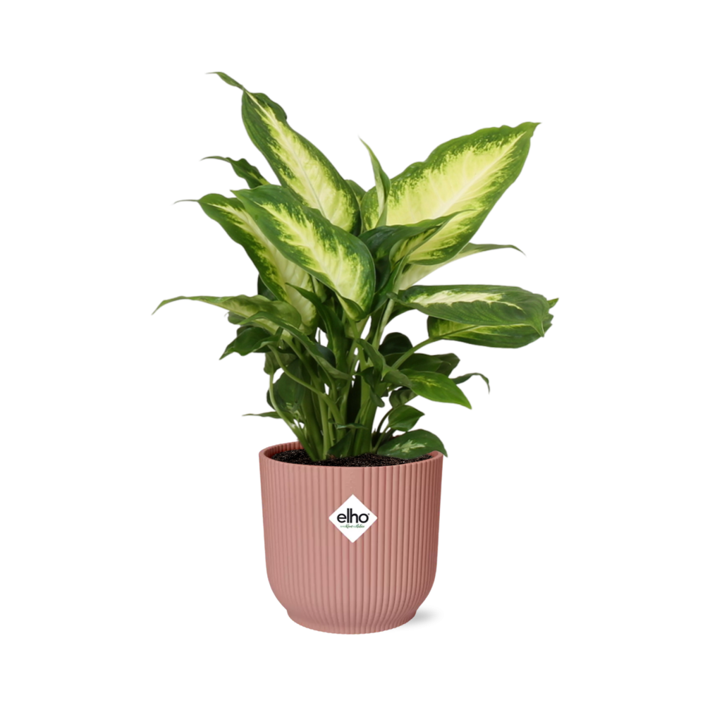 Dieffenbachia Camilla (Dieffenbachia 'Camilla') in a pink ELHO Vibes pot, view 7