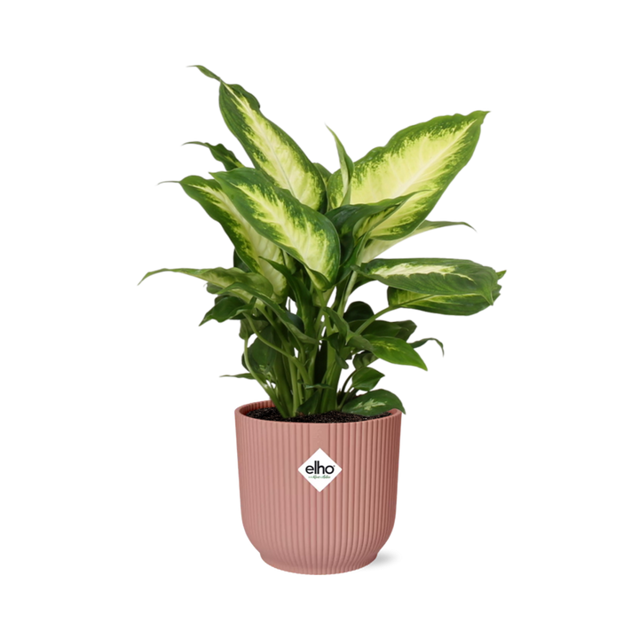 Dieffenbachia Camilla (Dieffenbachia 'Camilla') in a pink ELHO Vibes pot, view 7
