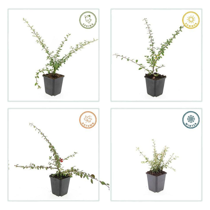 40x Cotoneaster Coral Beauty Ground Cover - Evergreen - 10-25cm