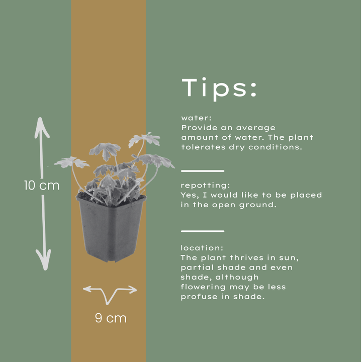 60x Geranium macr. 'Bevan's Variety' - ↕10-25cm - Ø9cm