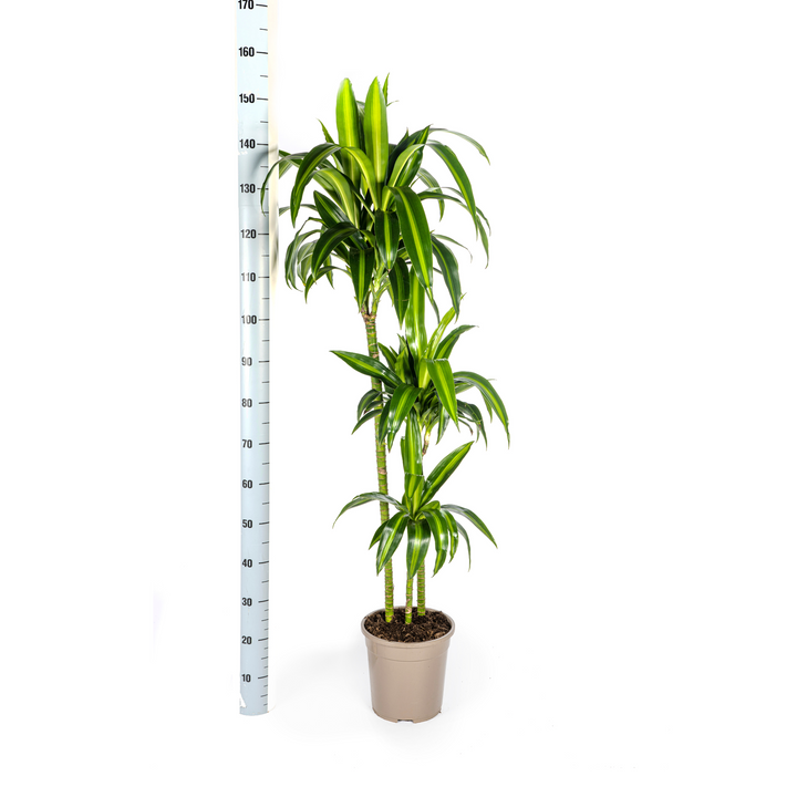 Dracaena Hawaiian Sunshine - Green Yellow Variegated - Ø24cm 130-150cm