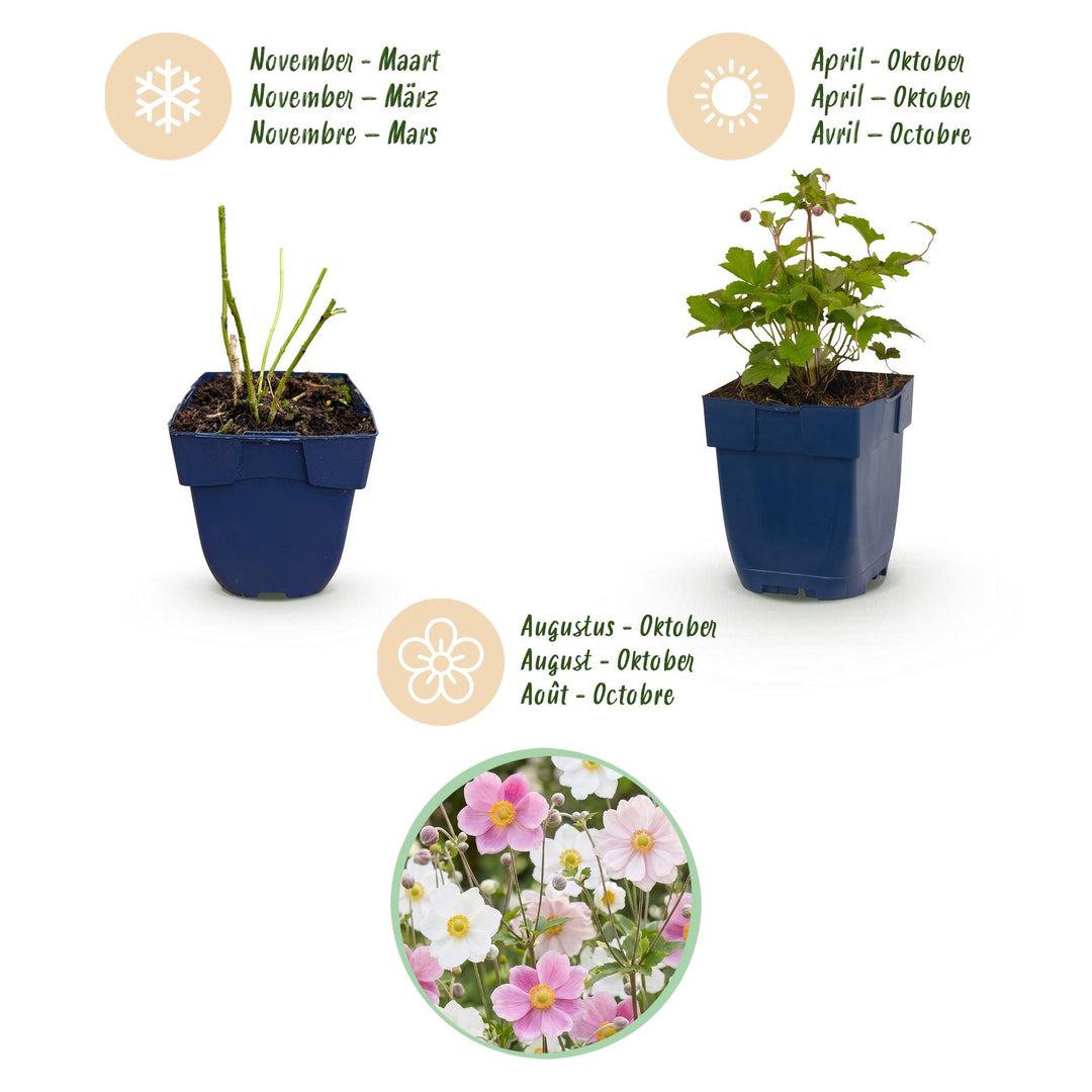 24 mixed Japanese anemone plants in 11cm pots, 15-25cm tall - view 4