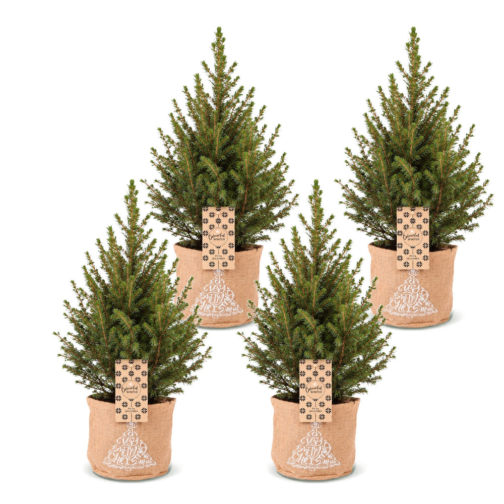 Pack of 4 potted dwarf spruce Christmas trees, 65cm in 17cm pots with a jute bag - view 2