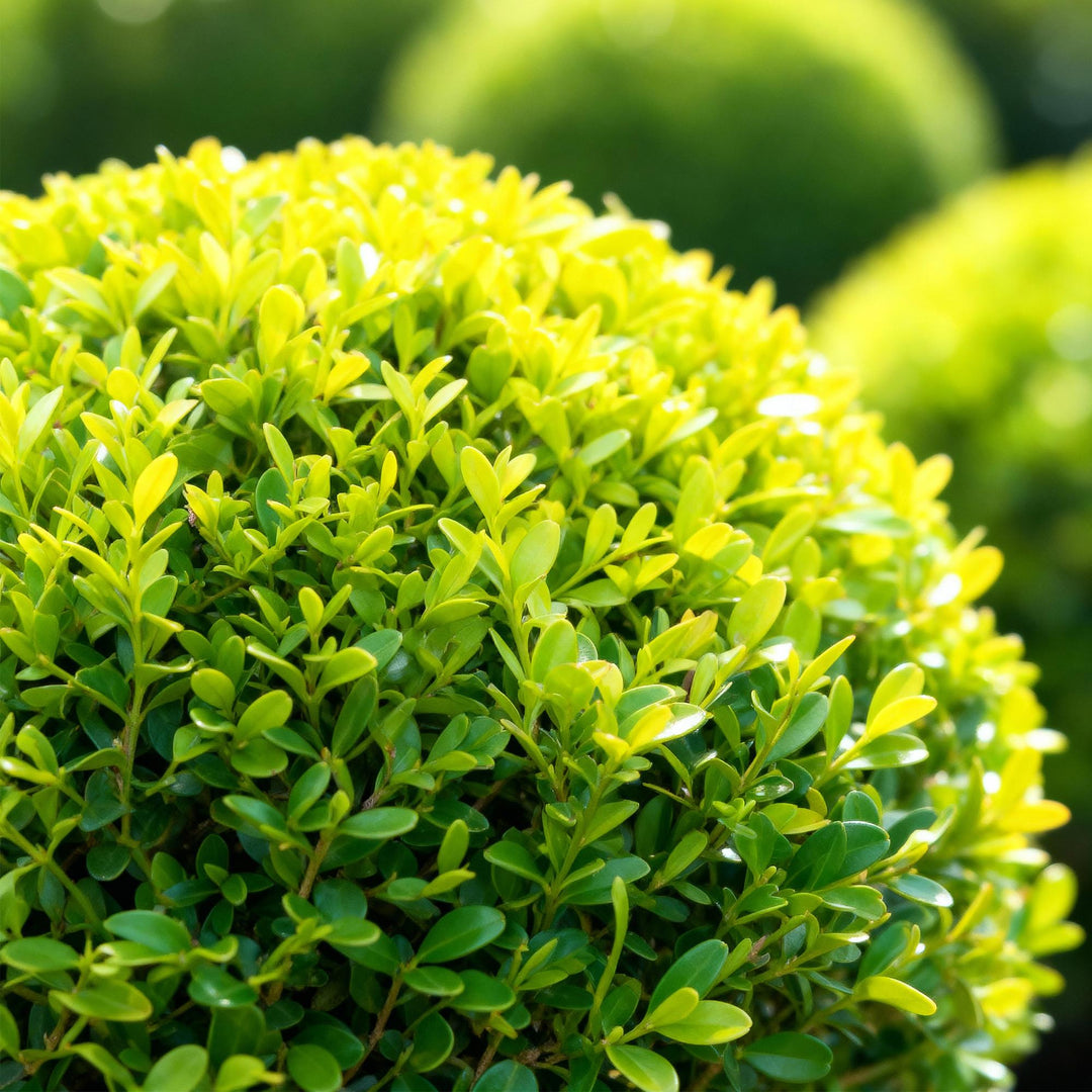 BetterBuxus Skylight box ball 30cm in 26cm pot - view 4