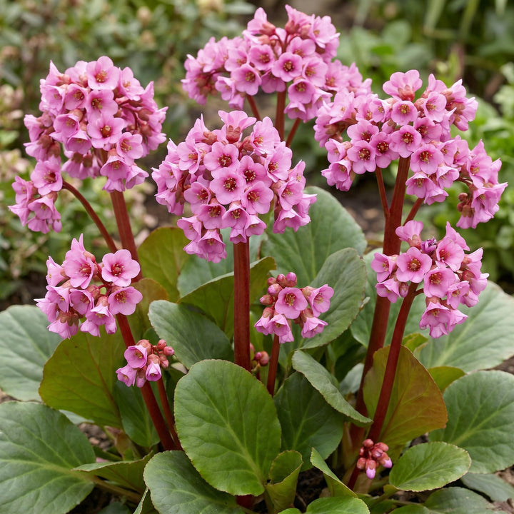24x Bergenia cordifolia elephant's ears plants in 11cm pots - view 5