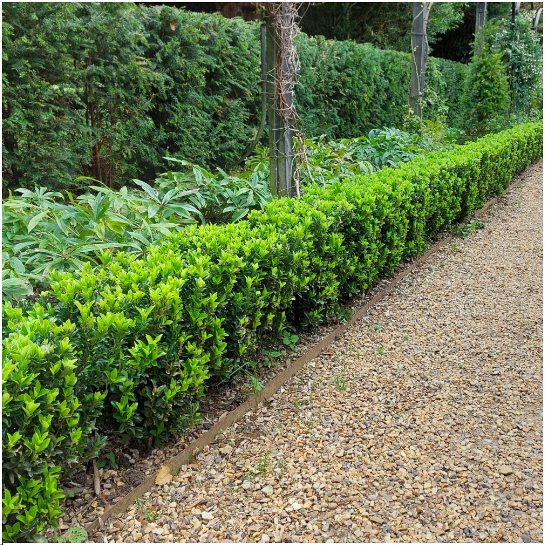Euonymus japonicus 'Green Spire' hedge plants, pack of 6 in 7cm pots, image 4