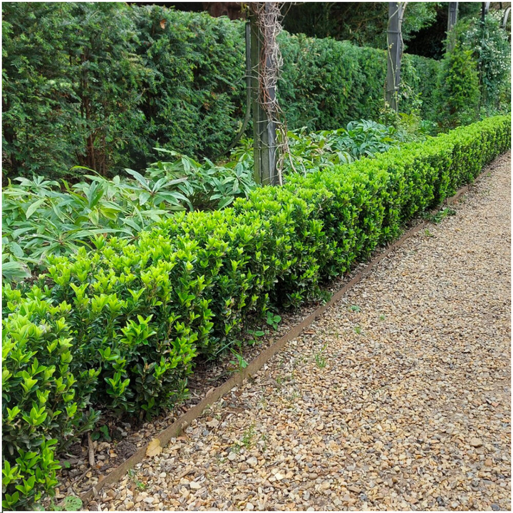 Euonymus japonicus 'Green Spire' hedge plants, pack of 6 in 7cm pots, image 4