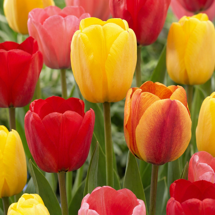 320x Tulipa Darwin Hybride mix - Tulipe hybride Darwin en mélange - Divers - Floraison printanière - Calibre 10/12