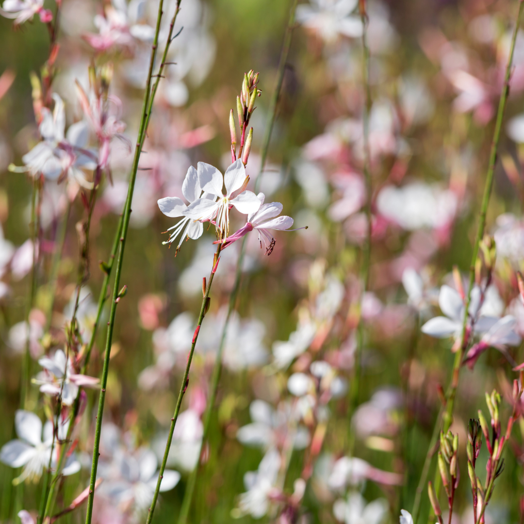 48x Gaura l. 'Whirling Butterflies' - ↕10-25cm - Ø9cm