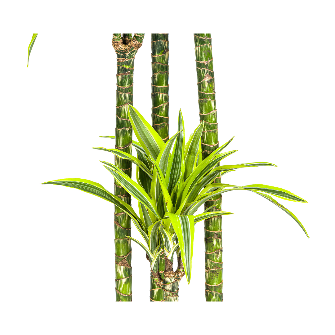 Dracaena Lemon Lime - Variegated Indoor Plant 170-190cm Tall