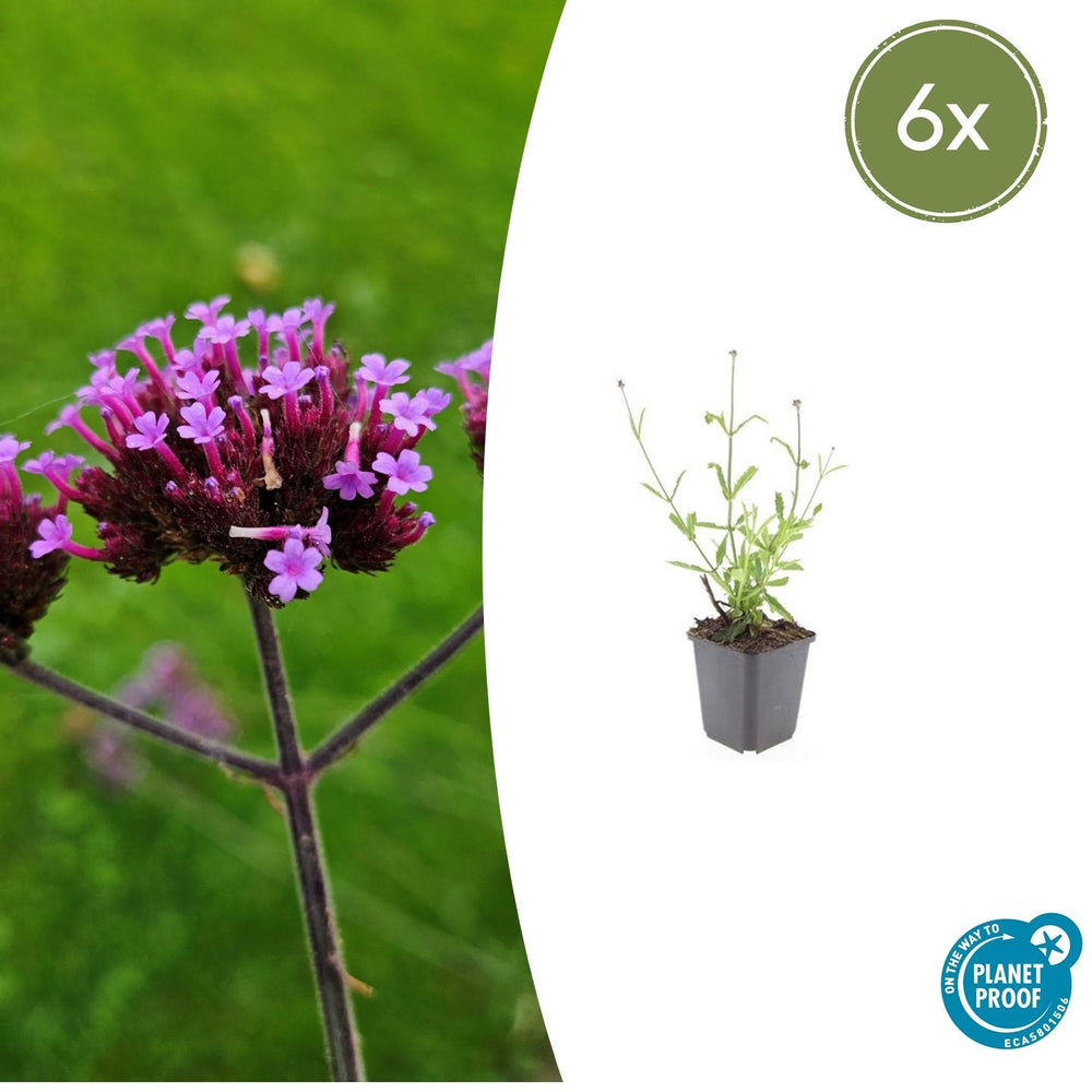 Healthy foliage and strong roots close-up of 6x Verbena bon. 'Lollipop' - ↕10-25cm - Ø9cm