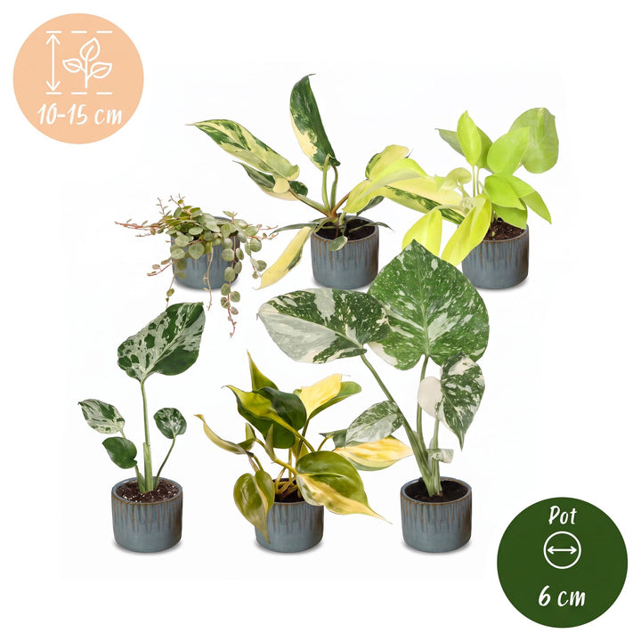 Baby Tropical Mix, six young tropical houseplants in Ø6cm pots, image 5