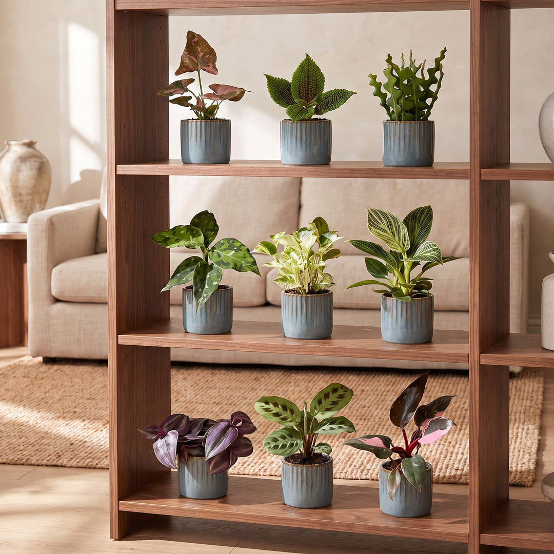 Baby Plants Surprise Box, 9 tropical plants in 6cm pots, image 4