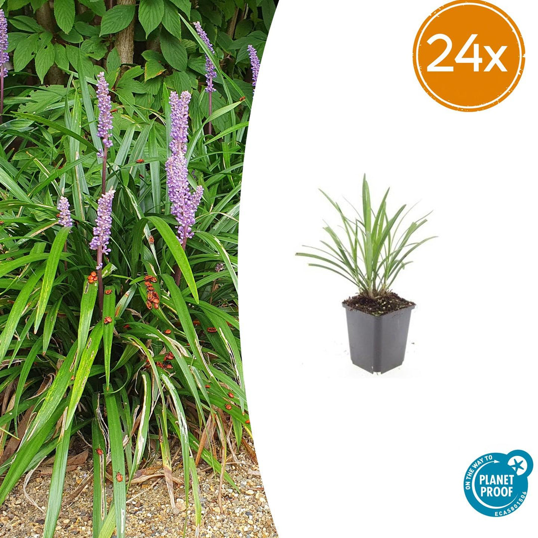 24x Liriope muscari 'Ingwersen' Lily Turf - Clumping Border Plants 9cm
