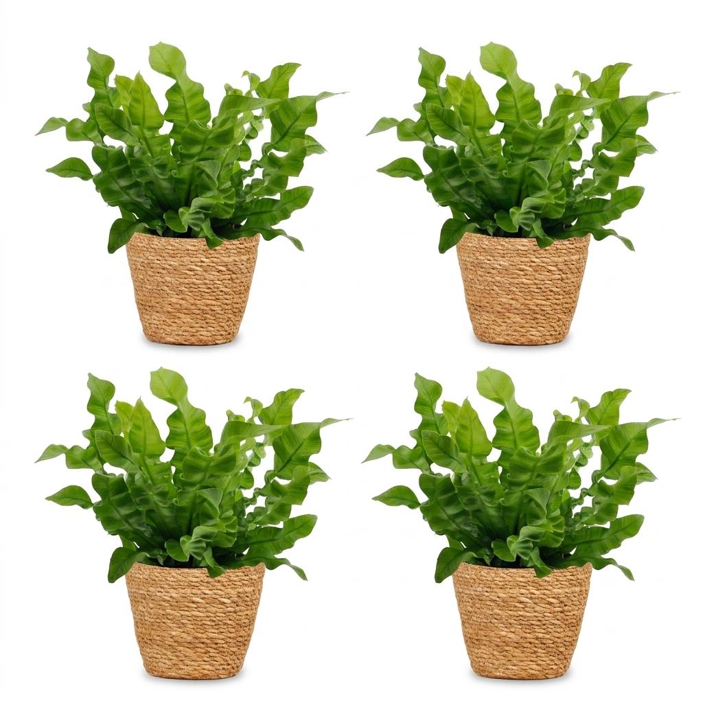 Asplenium Crispy Wave - Crispy Wave Fern - 4 Plants - with Basket - Pot 12cm - Height - 30cm