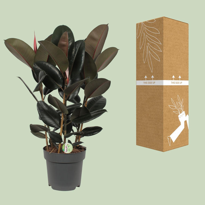 Ficus Abidjan indoor tree with glossy green leaves, 90cm tall, by Everspring, ideal for bright indirect light.