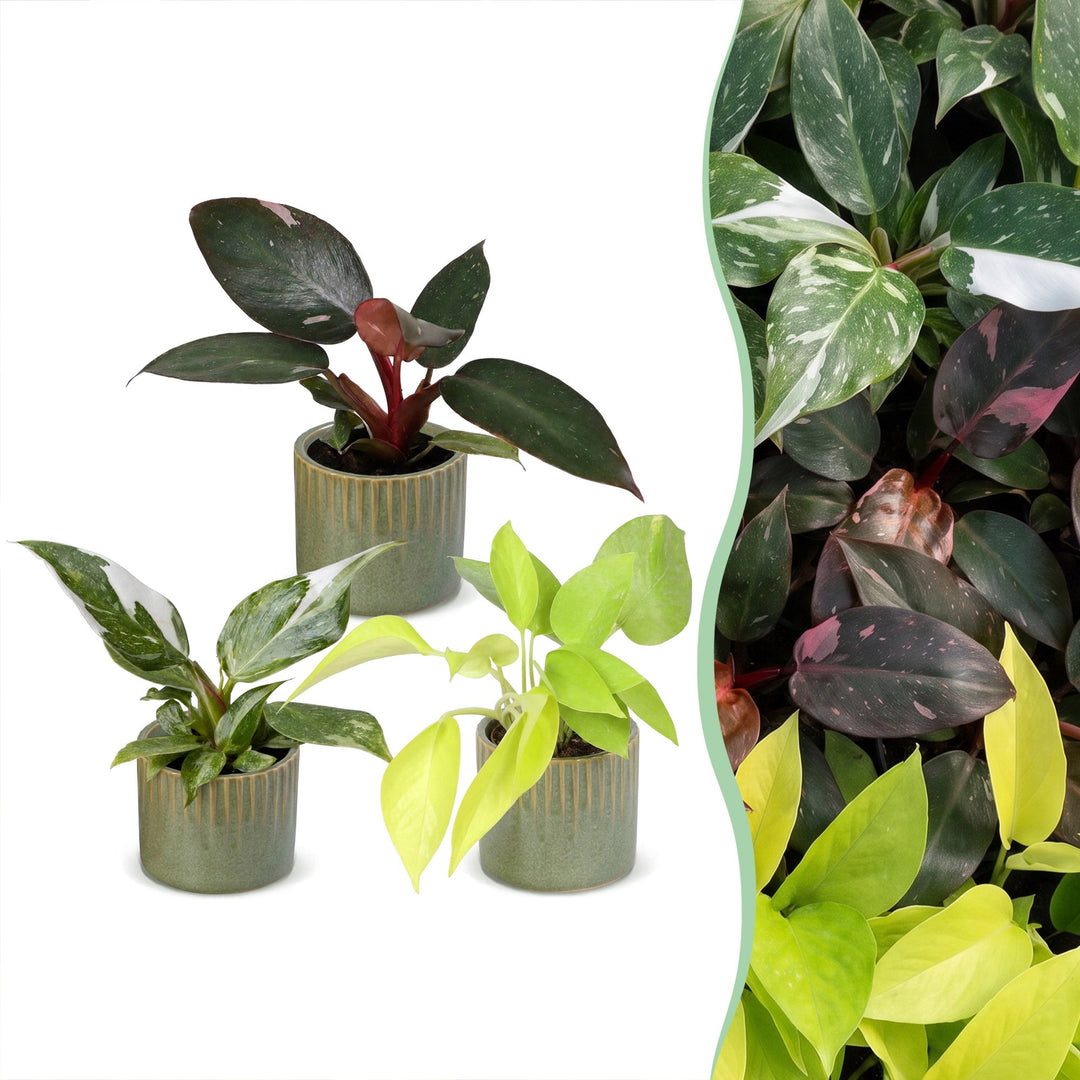 Baby Philodendron Tricolour trio, pack of 3 indoor plants