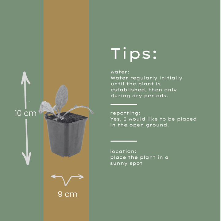 6x Echinops ritro - ↕10-25cm - Ø9cm