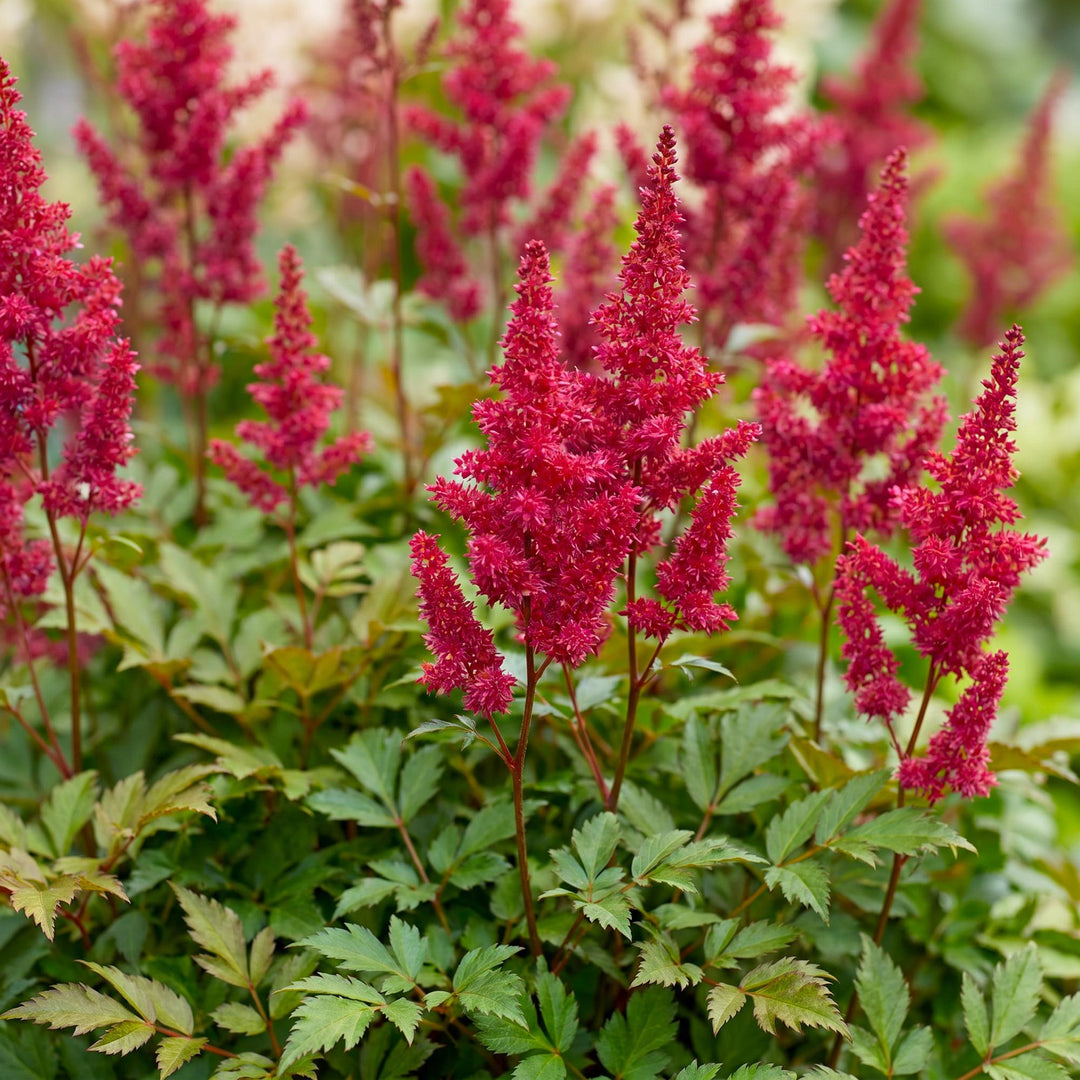 Plante vivace - Astilbe (A) Fanal - Spirée en panicule - Ombre - Rouge - 24 Plantes - Pot 11cm - Hauteur 15-25cm