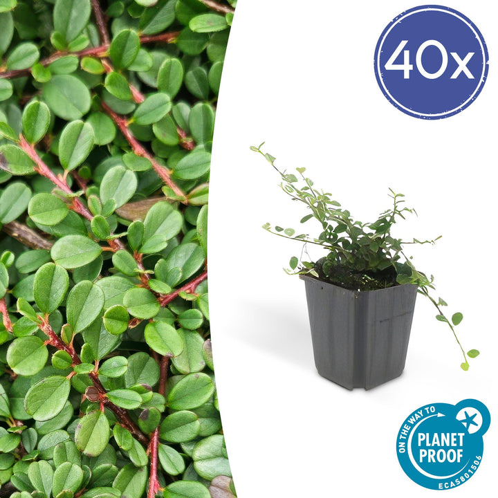 40x Cotoneaster 'Streib's Findling' Evergreen Ground Cover 10-25cm