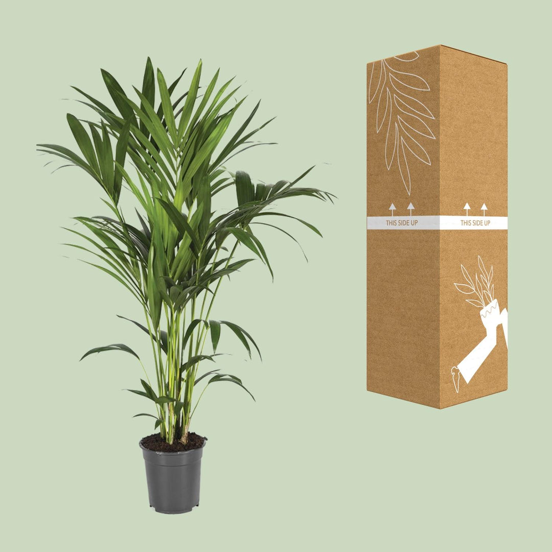 Kentia Palm 120cm - Howea Forsteriana Indoor Plant Air Purifying