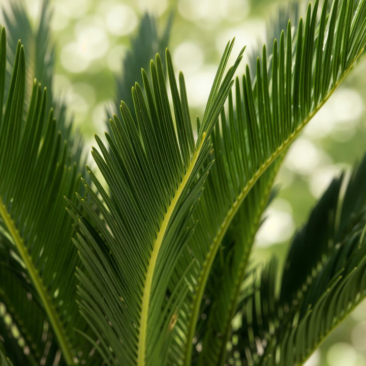 Sago Palm (Cycas revoluta), detail view 3