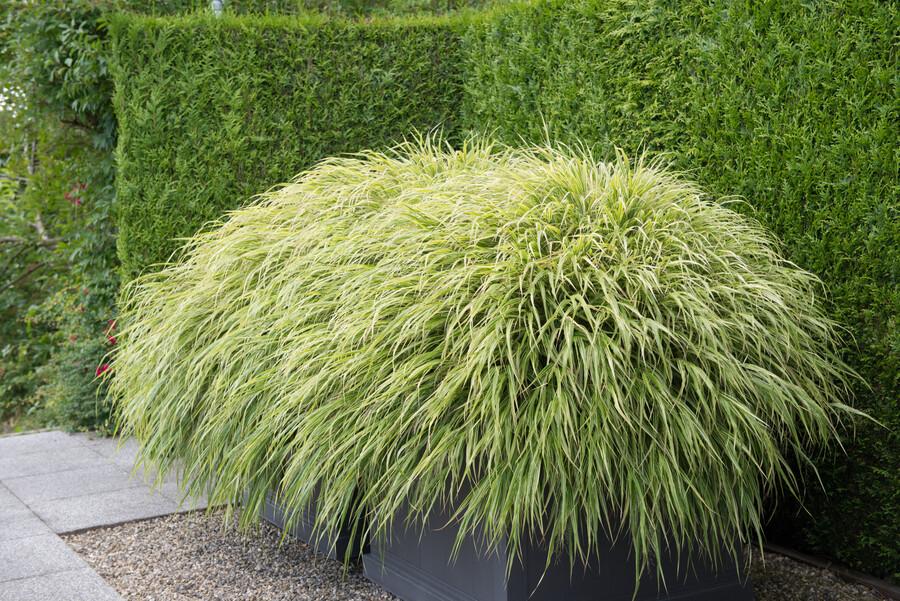 6x Hakonechloa macra - ↕10-25cm - Ø9cm