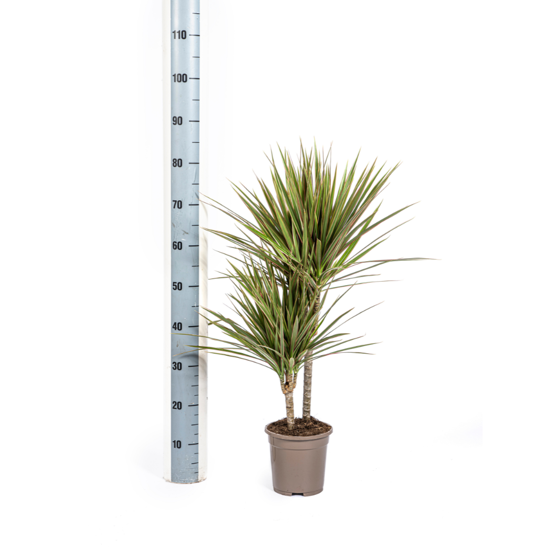 Dracaena Marginata Bicolor 50-70cm — Madagascar Dragon Tree in 17cm pot