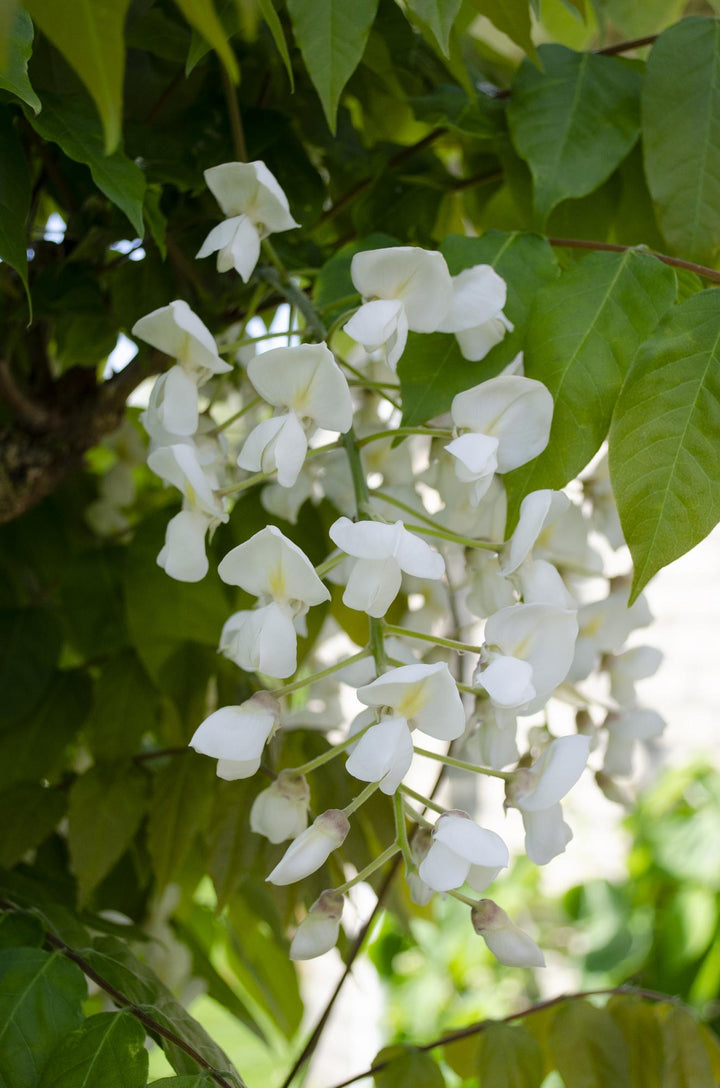 2x Wisteria floribunda Longissima Alba - White Japanese Wisteria 65cm