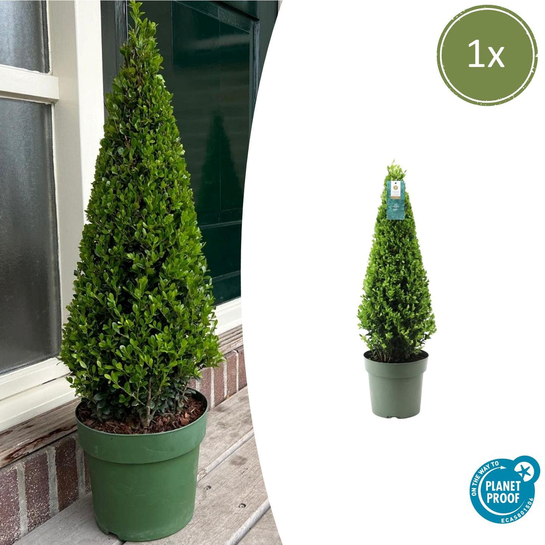 Ilex pyramide 55 cm hoog | Ø 21 cm