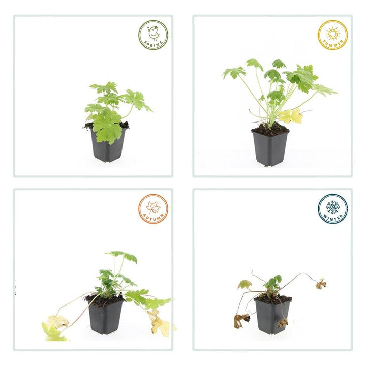 40x Bigroot Geranium 'Spessart' White Flowering Ground Cover 9cm