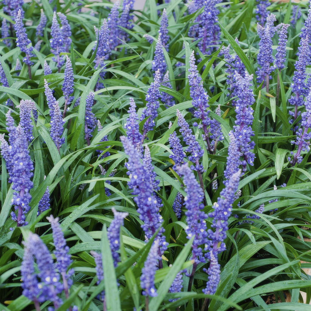 20x Liriope Big Blue - Evergreen Lilyturf Ground Cover - Purple