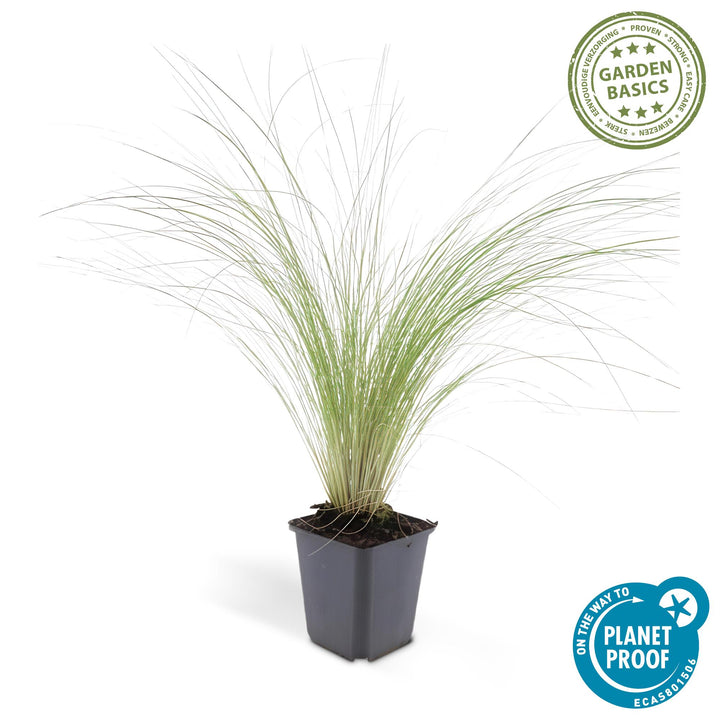 40x Stipa tenuissima 'Ponytails' | Fine-Haired Grass | 10-25cm