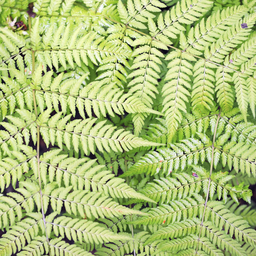 Dryopteris filix-mas Male Fern plants, pack of 24, image 7