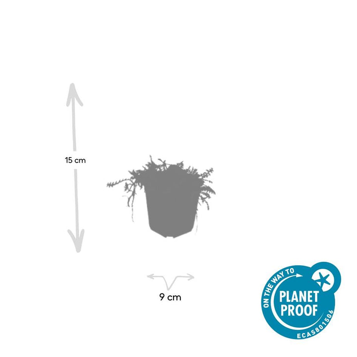24x Leptinella squalida - ↕10-25cm - Ø9cm