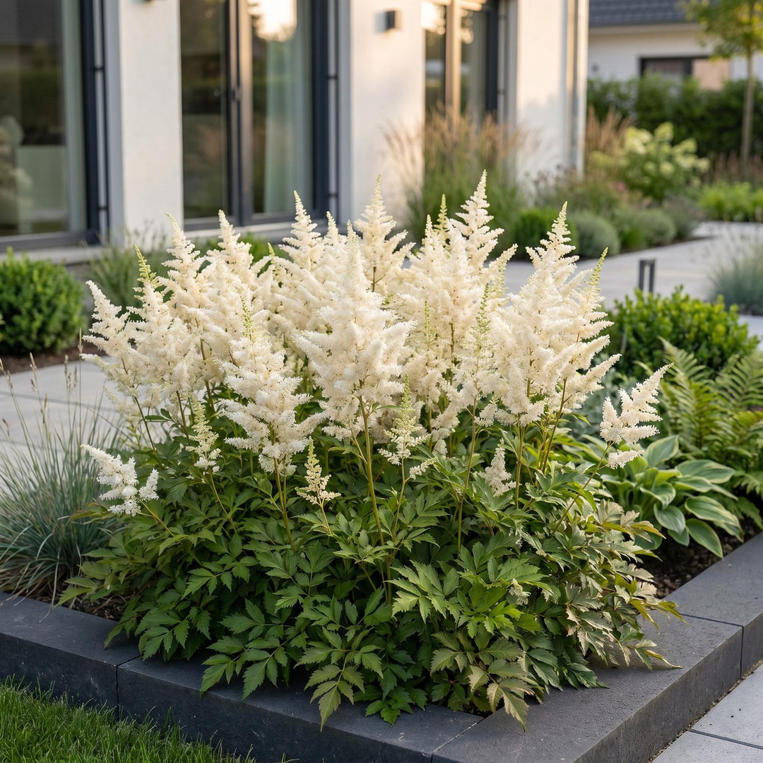 24 Astilbe japonica 'Deutschland' plants in 11cm pots, 15-25cm tall - view 6