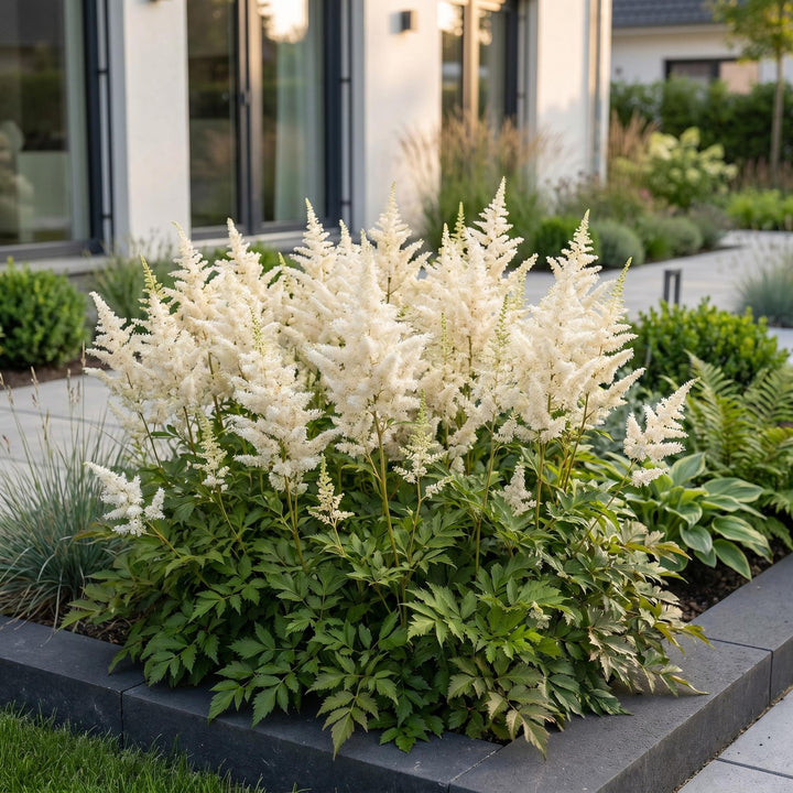 24 Astilbe japonica 'Deutschland' plants in 11cm pots, 15-25cm tall - view 6