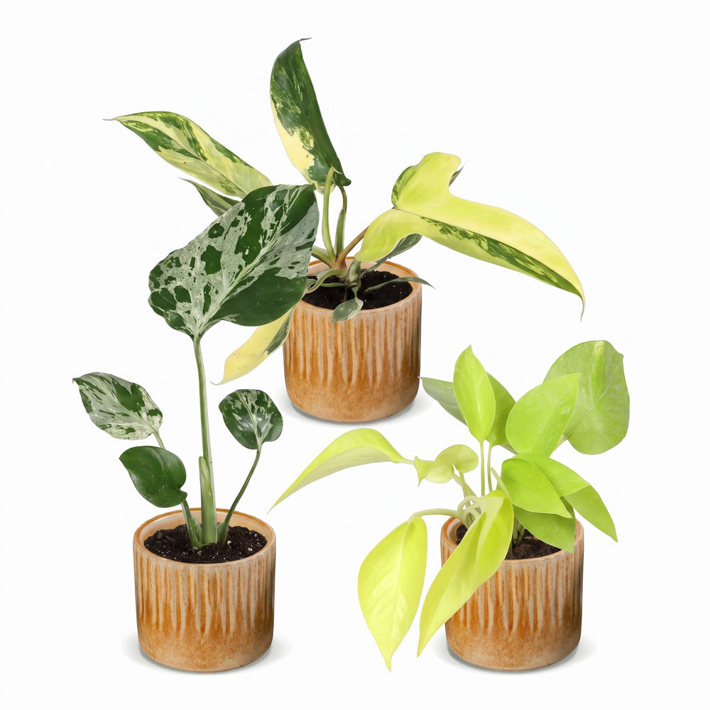 Baby Tropical Mix houseplants, pack of 3, image 2